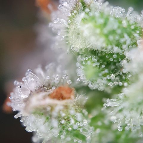 Auto Daiquiri Lime (Dutch Passion) growlog photo: Kann gar nicht mehr abwarten, dass ich die erste Pflanze runter schneiden kann. Wie lange denn noch??? 😅