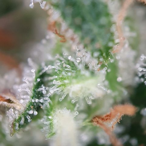 Auto Daiquiri Lime (Dutch Passion) growlog photo: Kann gar nicht mehr abwarten, dass ich die erste Pflanze runter schneiden kann. Wie lange denn noch??? 😅