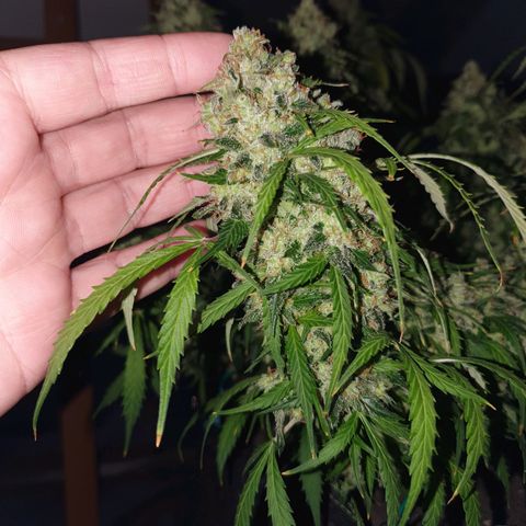 Auto Daiquiri Lime (Dutch Passion) growlog photo: Kann gar nicht mehr abwarten, dass ich die erste Pflanze runter schneiden kann. Wie lange denn noch??? 😅