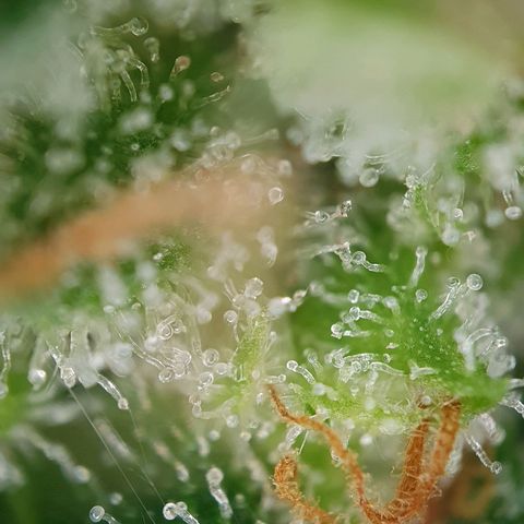 Auto Daiquiri Lime (Dutch Passion) growlog photo: Kann gar nicht mehr abwarten, dass ich die erste Pflanze runter schneiden kann. Wie lange denn noch??? 😅