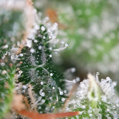 Auto Daiquiri Lime (Dutch Passion) growlog photo: Kann gar nicht mehr abwarten, dass ich die erste Pflanze runter schneiden kann. Wie lange denn noch??? 😅