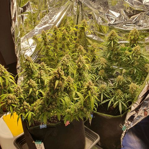 Auto Daiquiri Lime (Dutch Passion) growlog photo: Kann gar nicht mehr abwarten, dass ich die erste Pflanze runter schneiden kann. Wie lange denn noch??? 😅