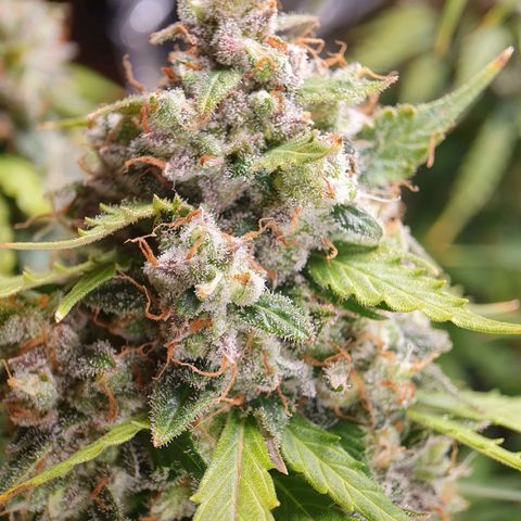 Auto Daiquiri Lime (Dutch Passion) growlog timeline photo