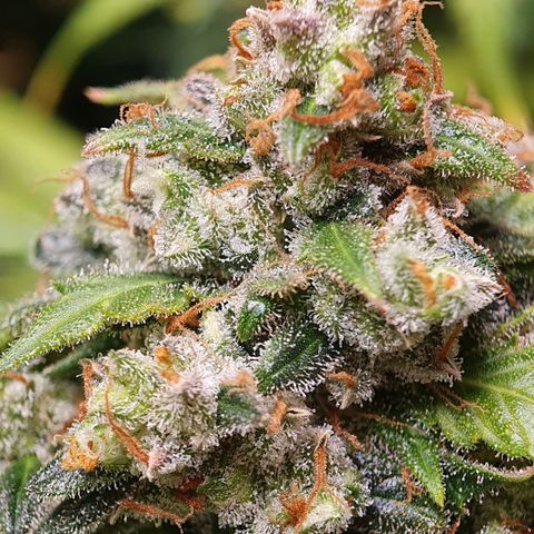 Auto Daiquiri Lime (Dutch Passion) growlog timeline photo