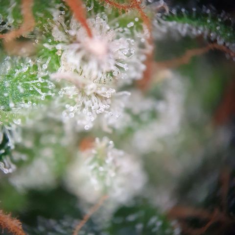 Auto Daiquiri Lime (Dutch Passion) growlog timeline photo
