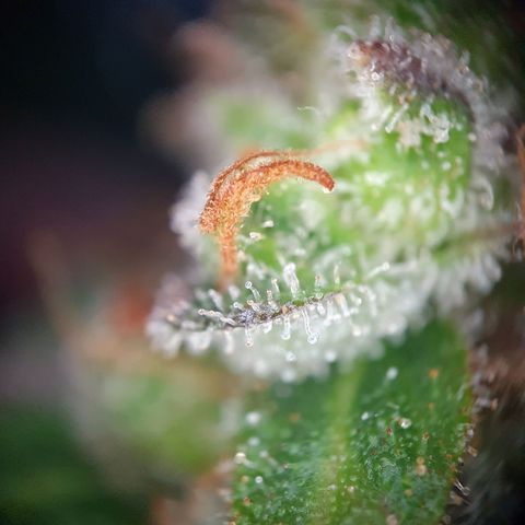 Auto Daiquiri Lime (Dutch Passion) growlog timeline photo
