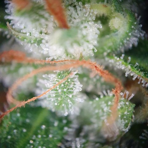 Auto Daiquiri Lime (Dutch Passion) growlog timeline photo