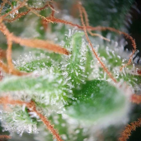 Auto Daiquiri Lime (Dutch Passion) growlog timeline photo