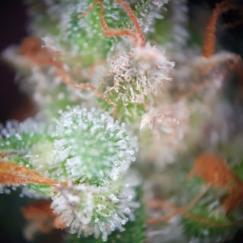 Auto Daiquiri Lime (Dutch Passion) growlog timeline photo
