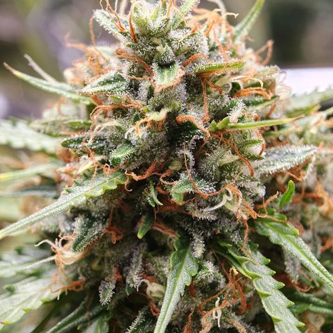 Auto Daiquiri Lime (Dutch Passion) growlog timeline photo