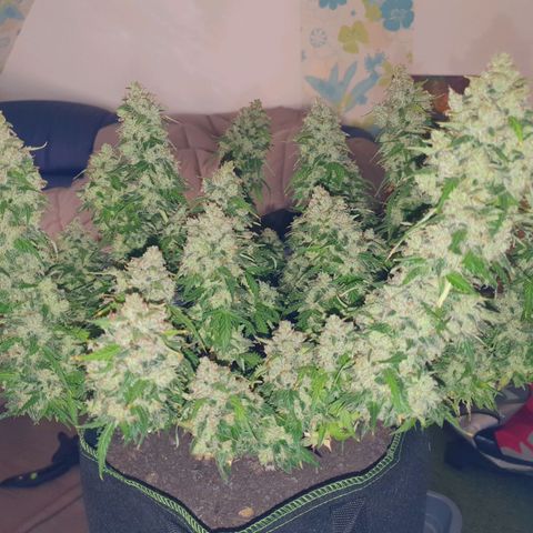 Auto Daiquiri Lime (Dutch Passion) growlog photo: Jessy geerntet