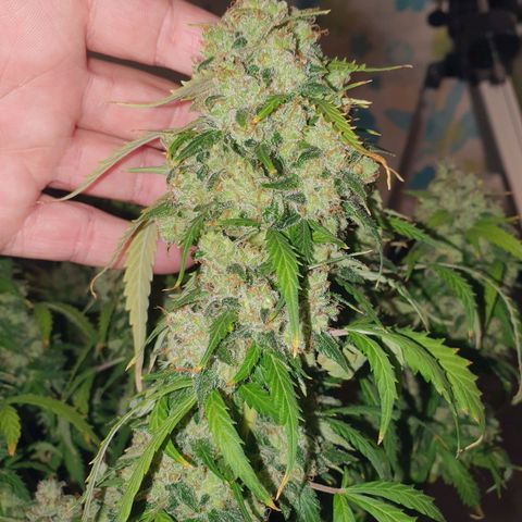 Auto Daiquiri Lime (Dutch Passion) growlog photo: Jessy geerntet