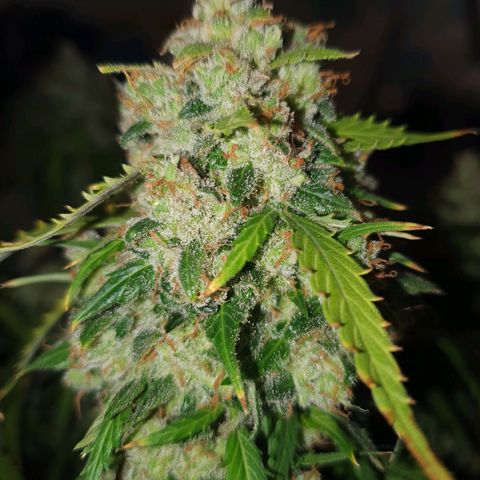 Auto Daiquiri Lime (Dutch Passion) growlog photo: Jessy geerntet