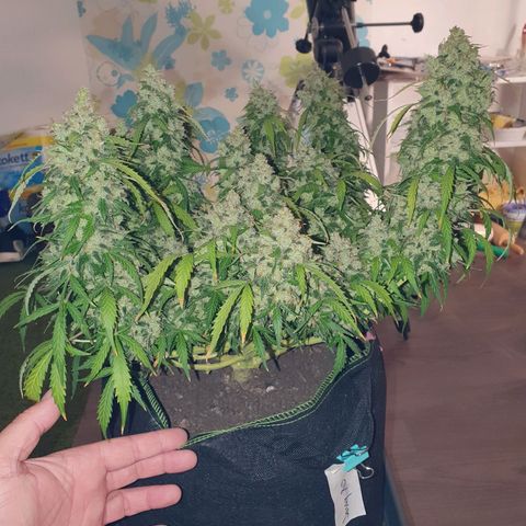 Auto Daiquiri Lime (Dutch Passion) growlog photo: Jessy geerntet