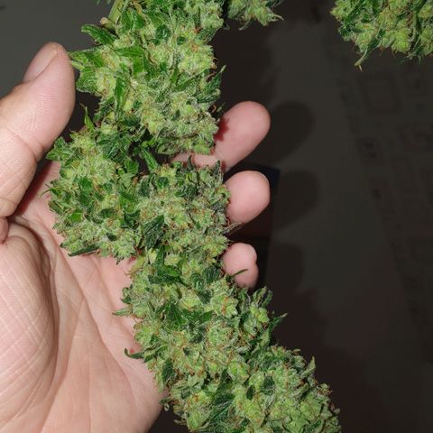 Auto Daiquiri Lime (Dutch Passion) growlog photo: Jessy geerntet