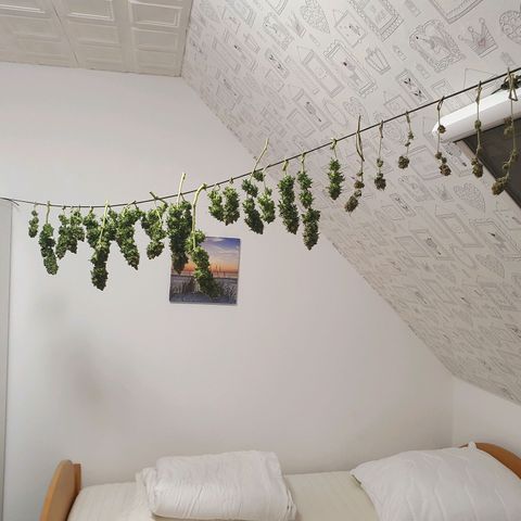 Auto Daiquiri Lime (Dutch Passion) growlog photo: Jessy geerntet