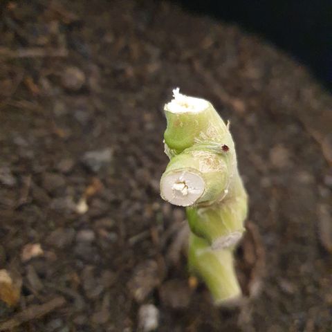 Auto Daiquiri Lime (Dutch Passion) growlog photo: Jessy geerntet
