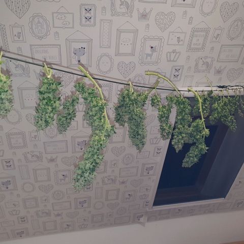 Auto Daiquiri Lime (Dutch Passion) growlog photo: Jessy geerntet