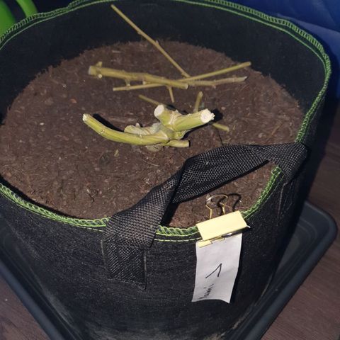 Auto Daiquiri Lime (Dutch Passion) growlog timeline photo