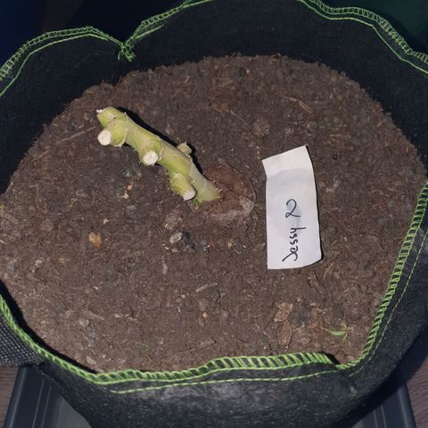 Auto Daiquiri Lime (Dutch Passion) growlog timeline photo