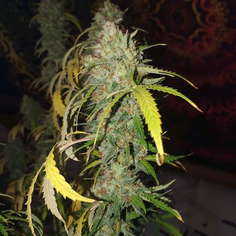 Auto Daiquiri Lime (Dutch Passion) growlog timeline photo