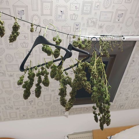 Auto Daiquiri Lime (Dutch Passion) growlog timeline photo