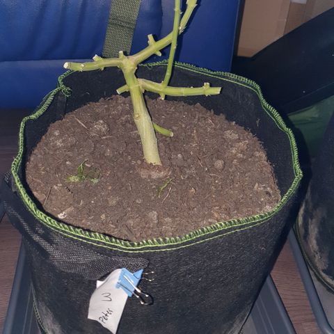 Auto Daiquiri Lime (Dutch Passion) growlog timeline photo