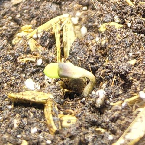 Cherry Poppers growlog timeline photo