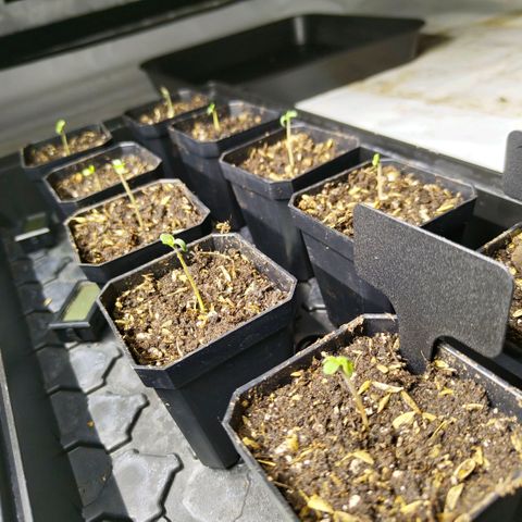 Cherry Poppers growlog timeline photo