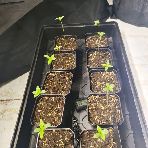 Cherry Poppers growlog timeline photo