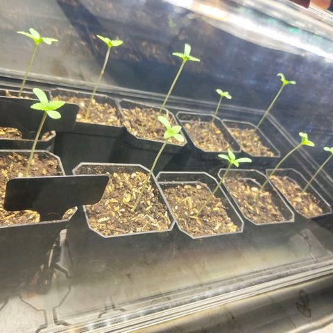 Cherry Poppers growlog timeline photo
