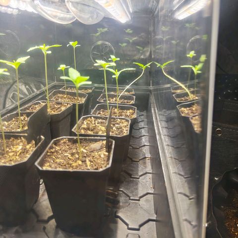 Cherry Poppers growlog photo: Removed dome and turned on the big tent light (set to 200w)