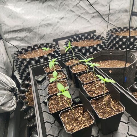 Cherry Poppers growlog photo: Removed dome and turned on the big tent light (set to 200w)