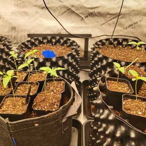Cherry Poppers growlog timeline photo