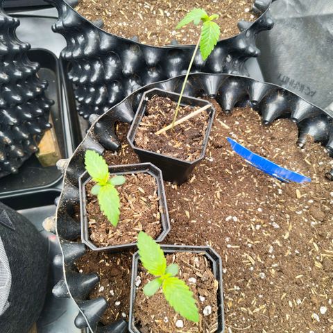 Cherry Poppers growlog timeline photo