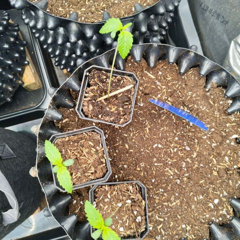 Cherry Poppers growlog timeline photo