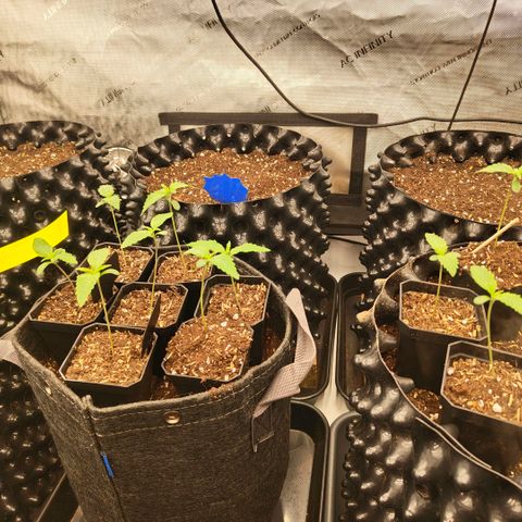 Cherry Poppers growlog timeline photo