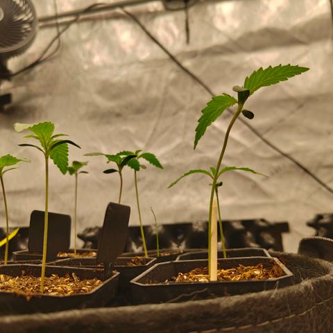 Cherry Poppers growlog timeline photo