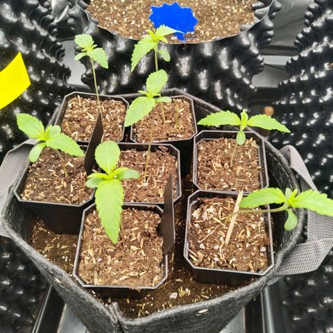 Cherry Poppers growlog timeline photo