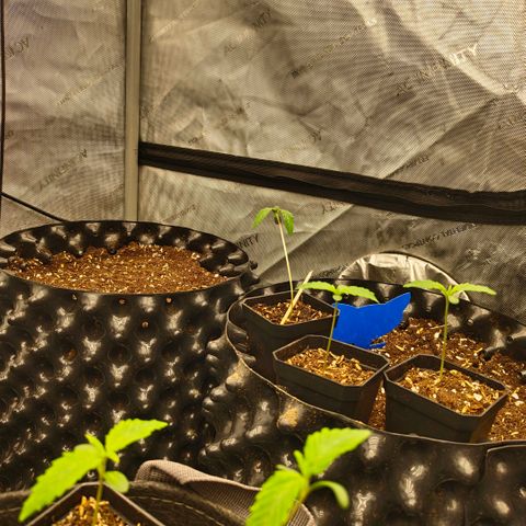 Cherry Poppers growlog timeline photo