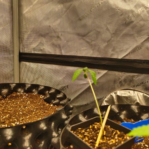 Cherry Poppers growlog timeline photo