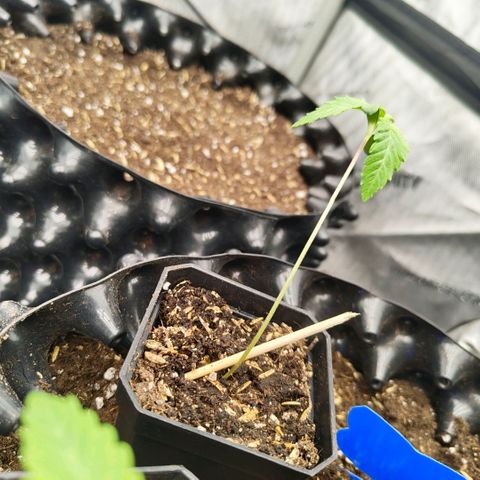 Cherry Poppers growlog timeline photo