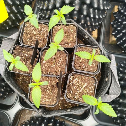 Cherry Poppers growlog timeline photo