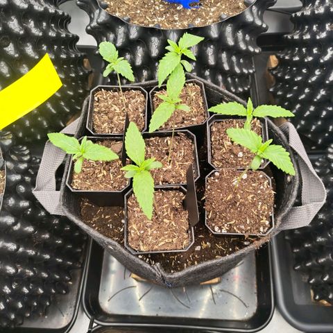 Cherry Poppers growlog timeline photo