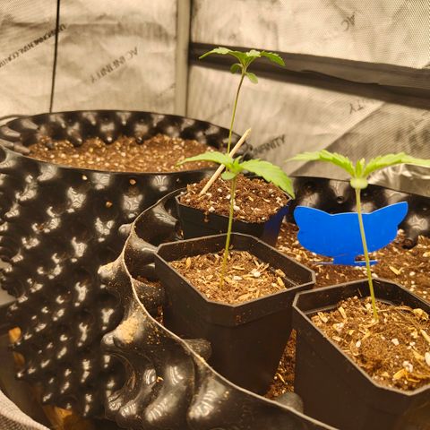 Cherry Poppers growlog timeline photo