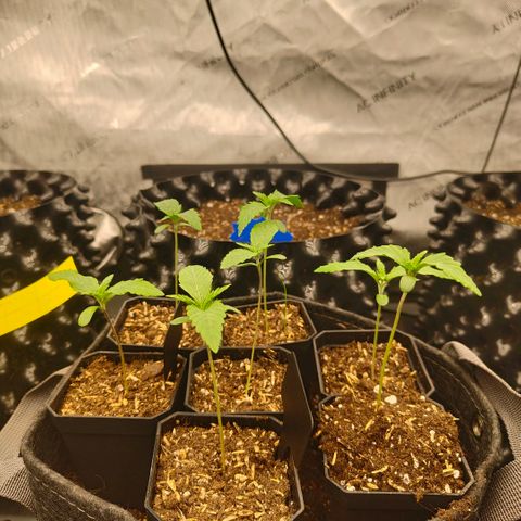 Cherry Poppers growlog timeline photo
