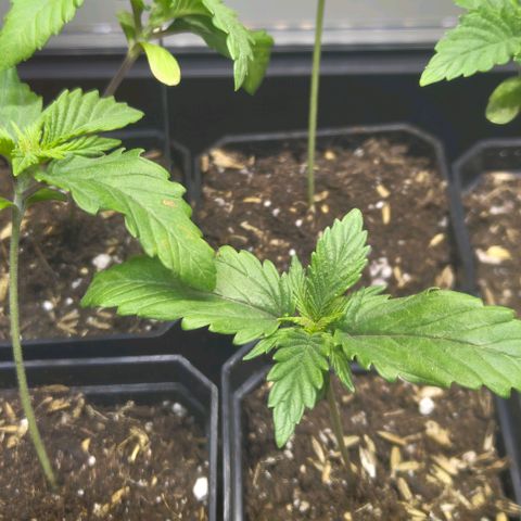 Cherry Poppers growlog timeline photo