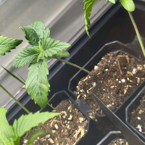 Cherry Poppers growlog timeline photo