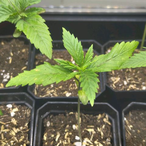 Cherry Poppers growlog timeline photo