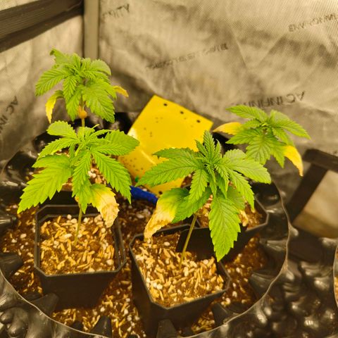 Cherry Poppers growlog timeline photo
